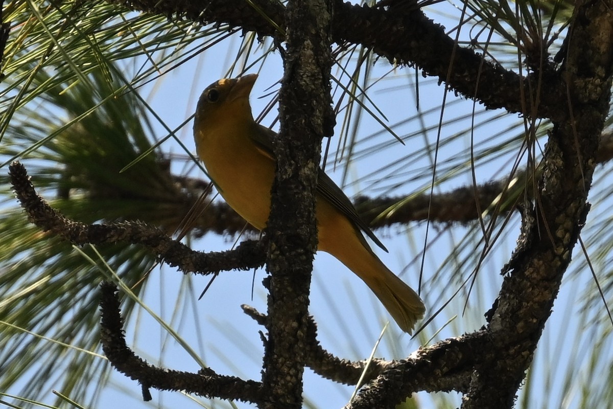 Summer Tanager - Deborah Penrose