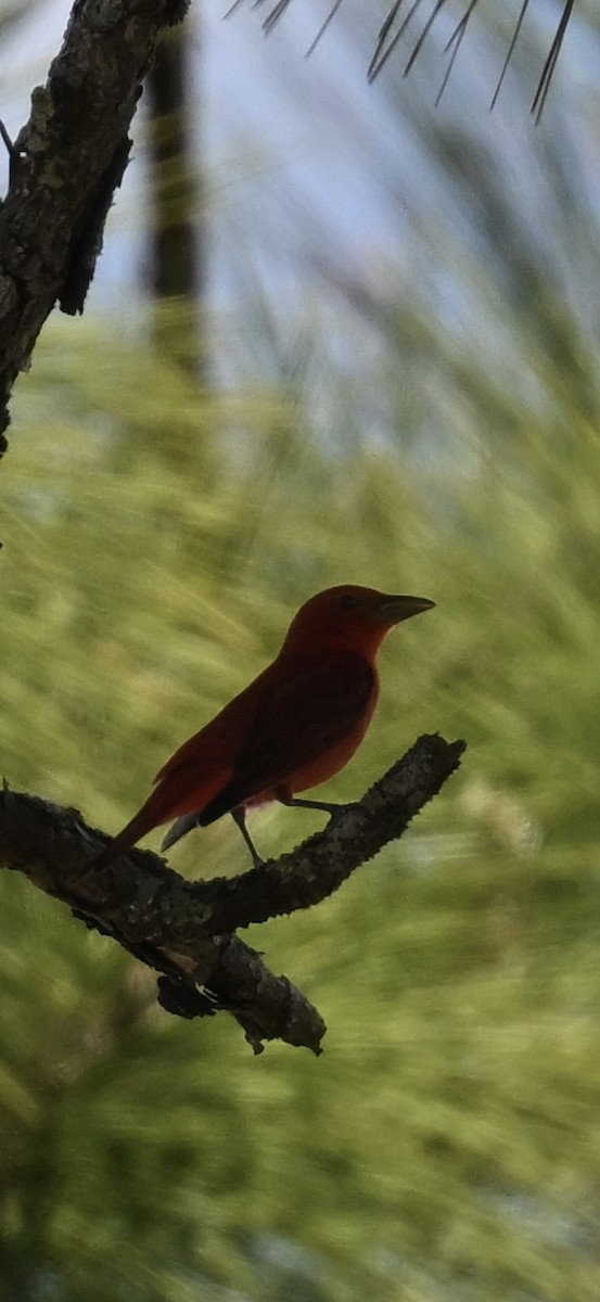 Summer Tanager - Deborah Penrose