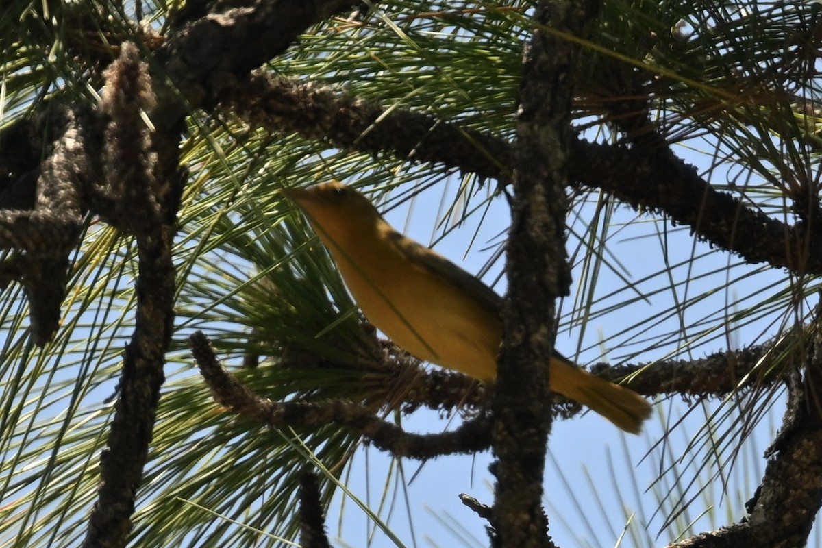 Summer Tanager - Deborah Penrose