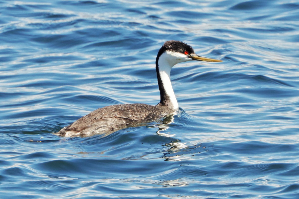 Western Grebe - Risë Foster-Bruder