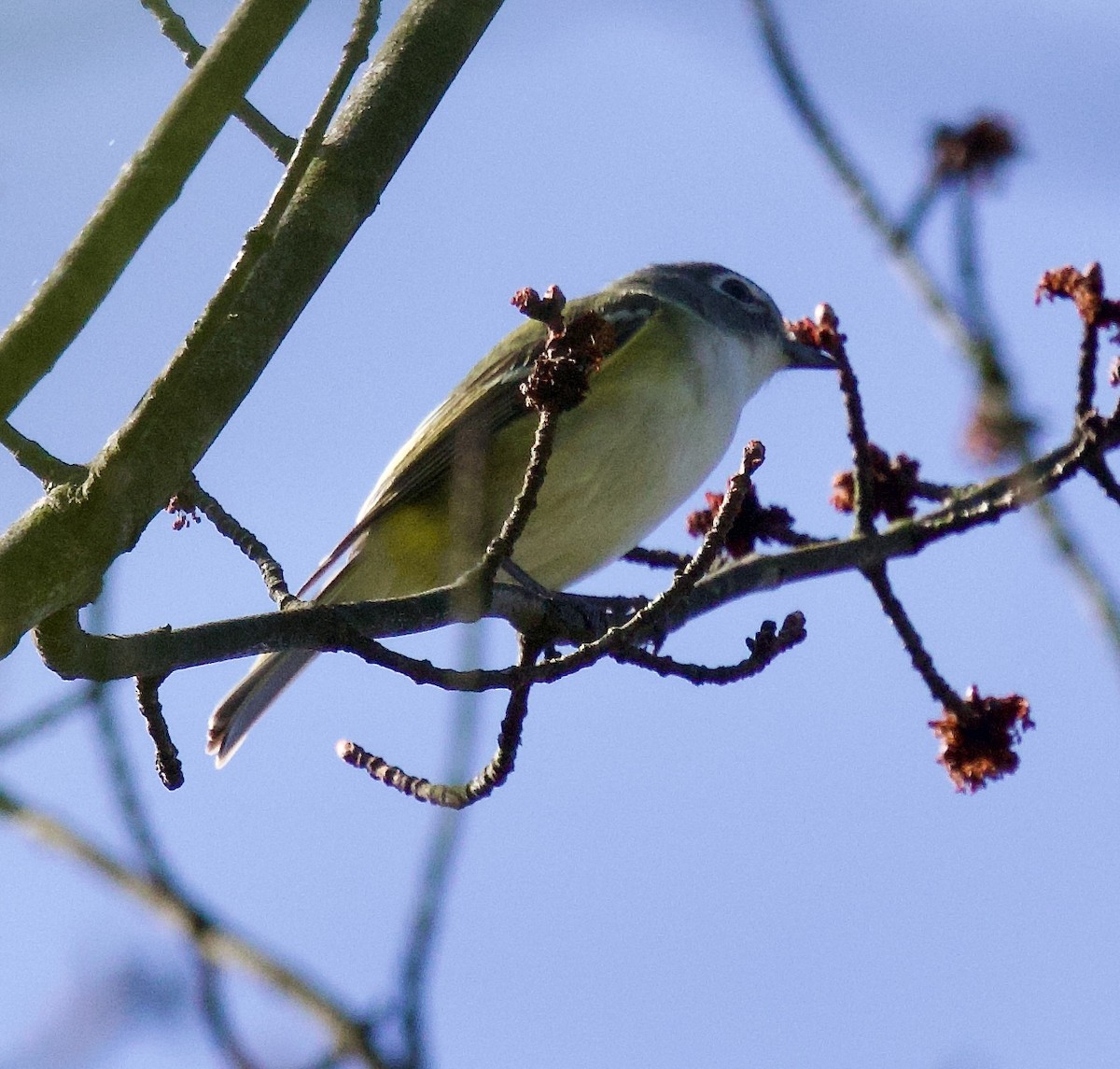 Mavi Başlı Vireo - ML618294777