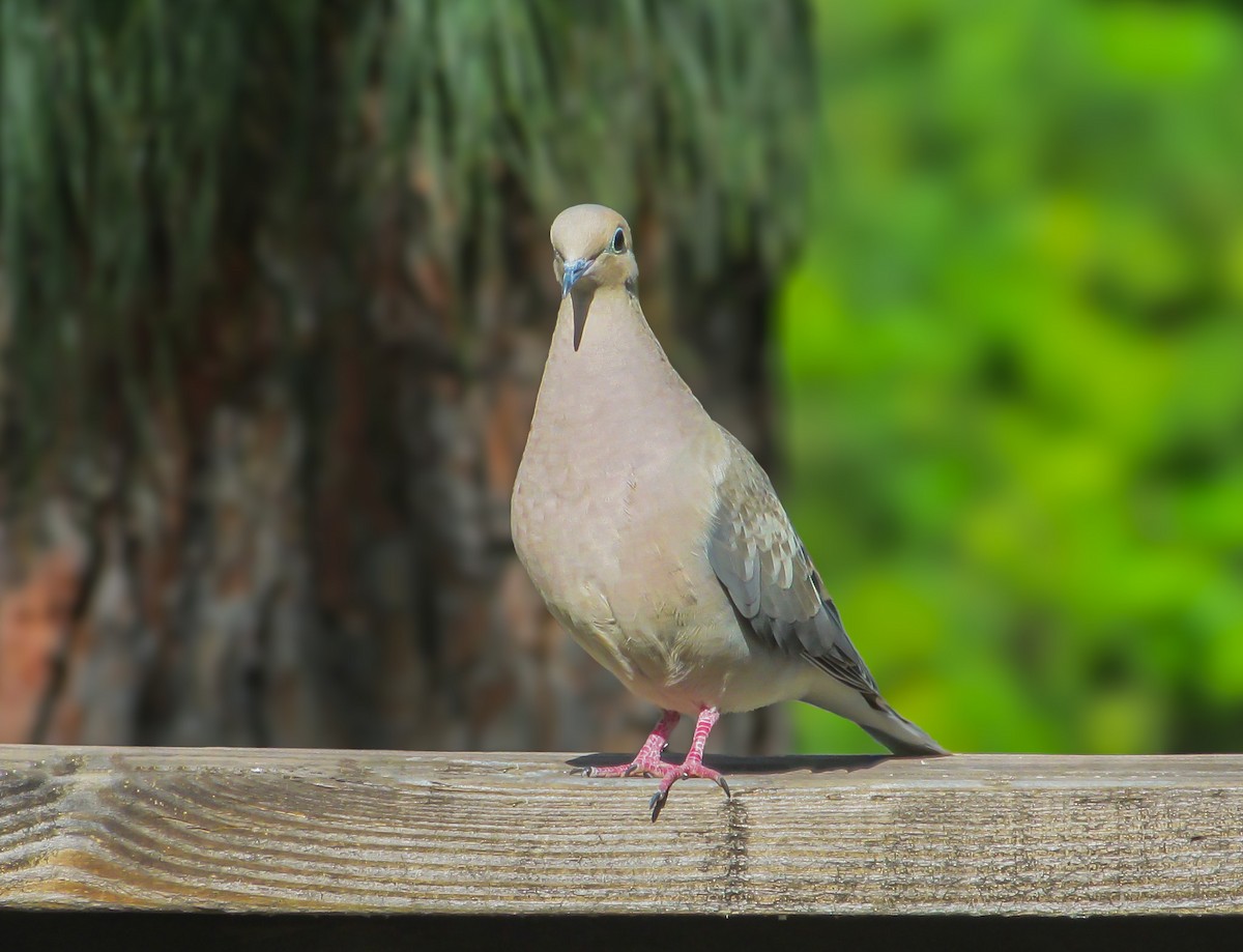 Mourning Dove - Tigerlily Ecklund