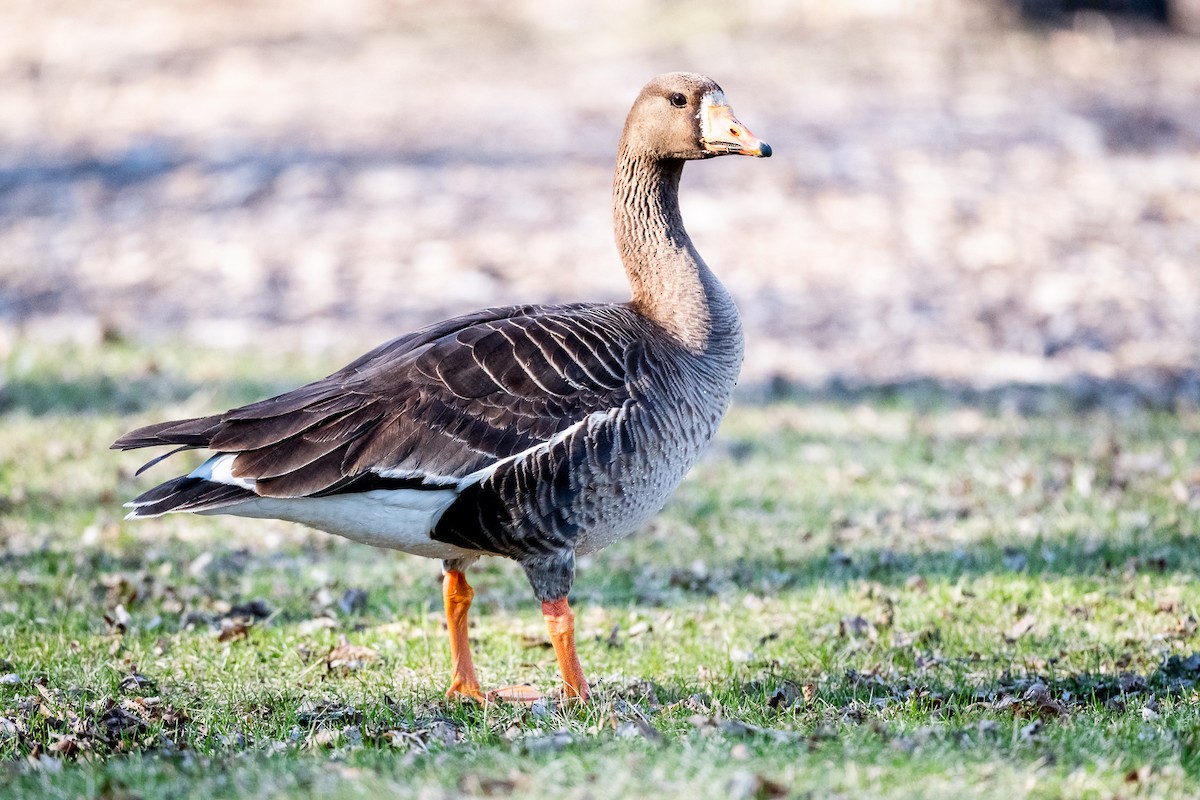 Greater White-fronted Goose - ML618294795