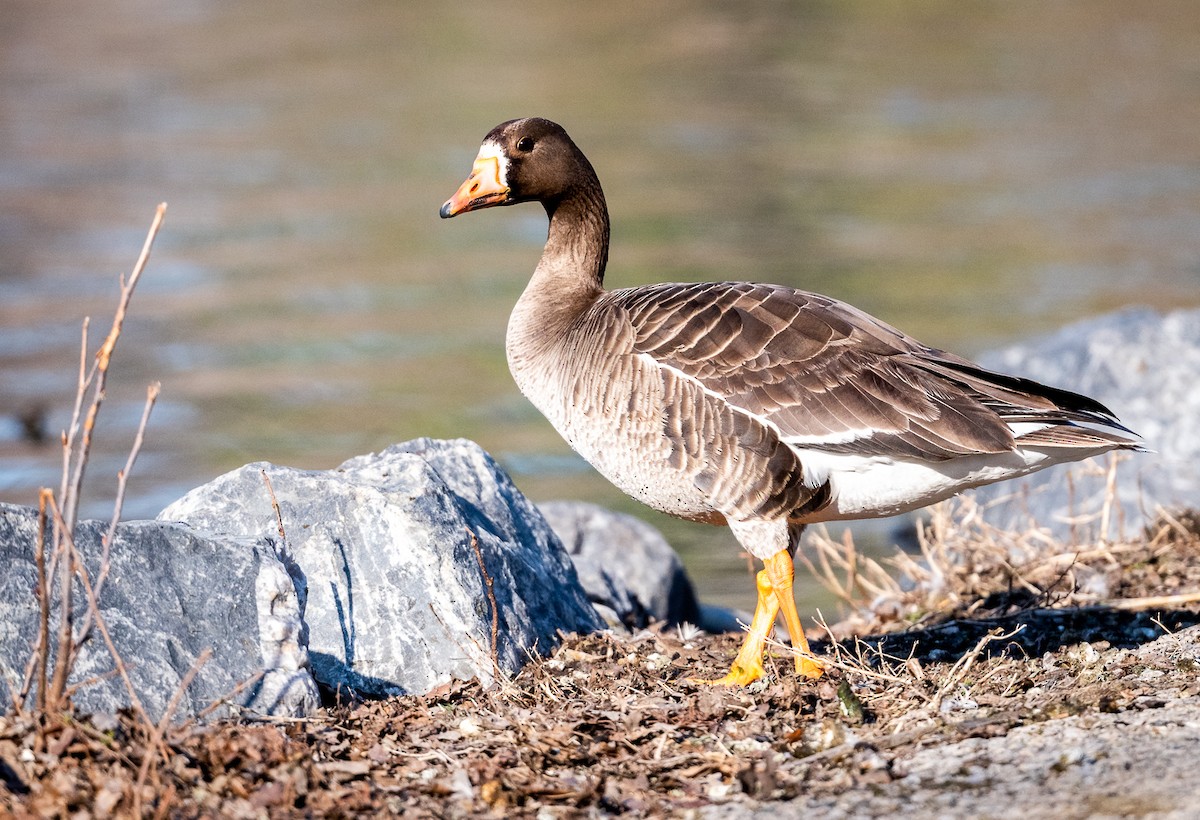 Greater White-fronted Goose - ML618294797