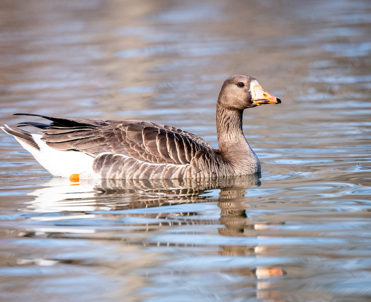 Greater White-fronted Goose - ML618294798