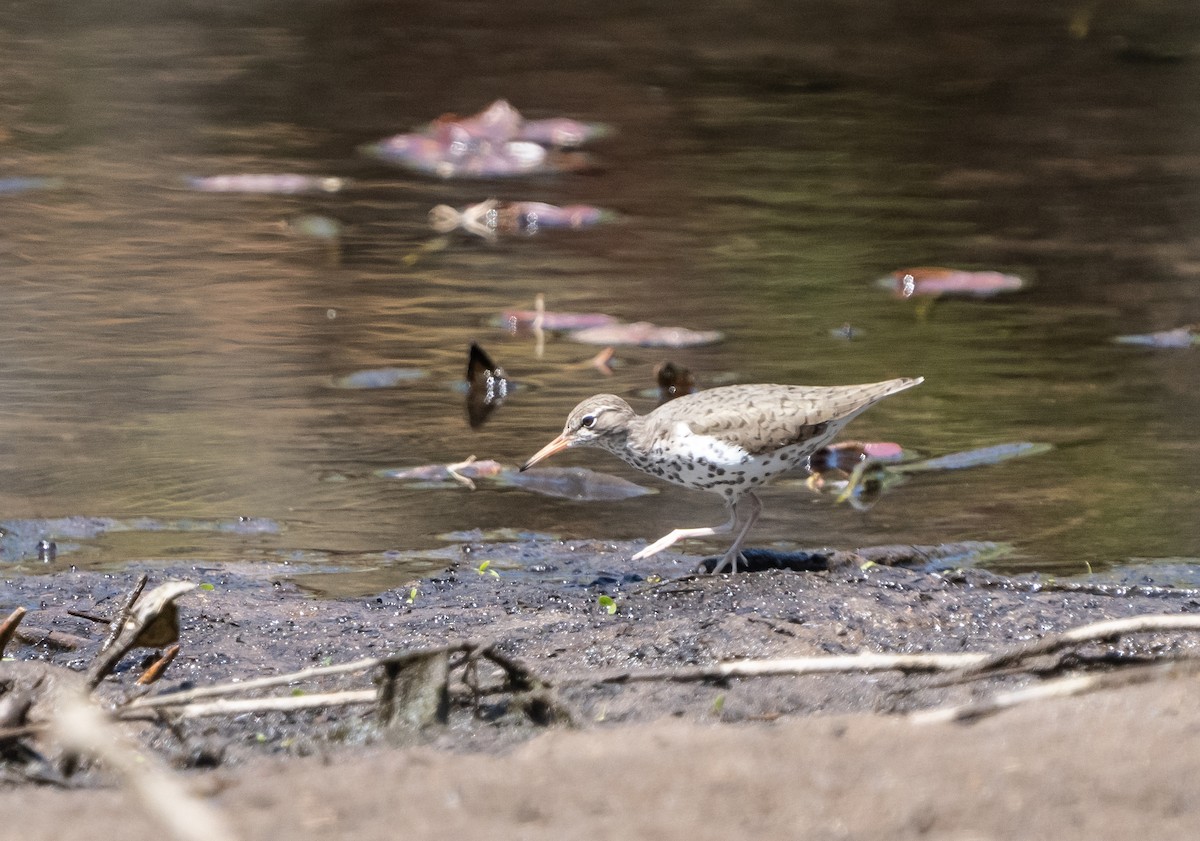 Spotted Sandpiper - ML618294802