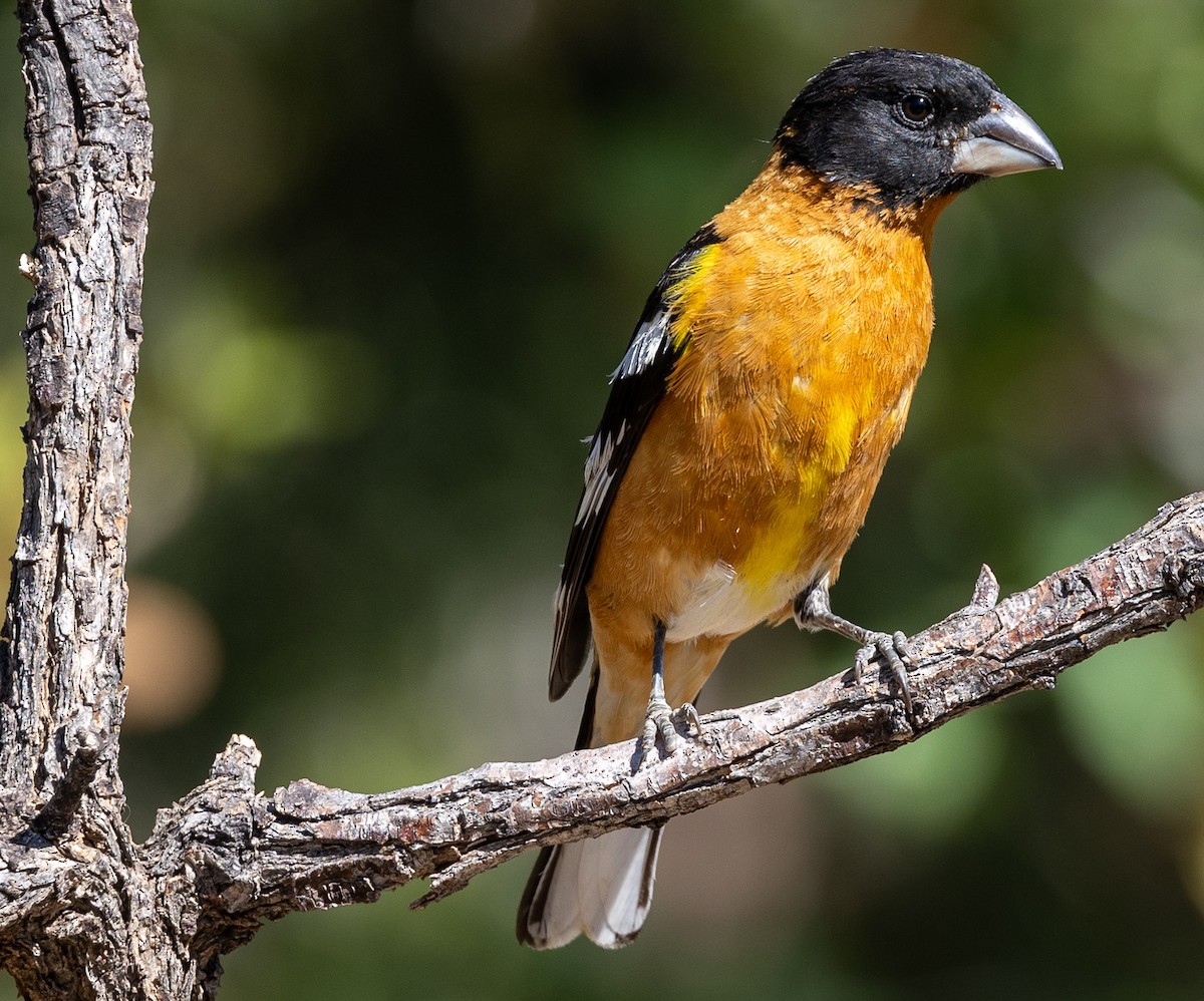 Black-headed Grosbeak - Bob Meinke