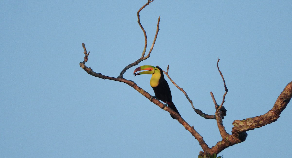 Keel-billed Toucan - Anuar López