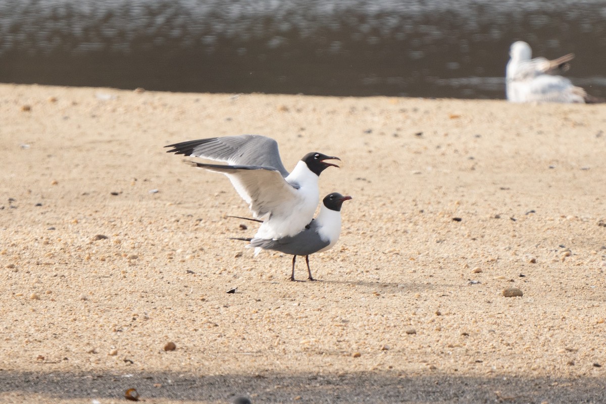 Laughing Gull - ML618294841