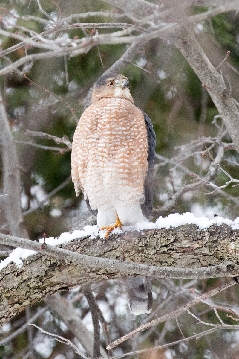 Cooper's Hawk - Johanne Cousineau