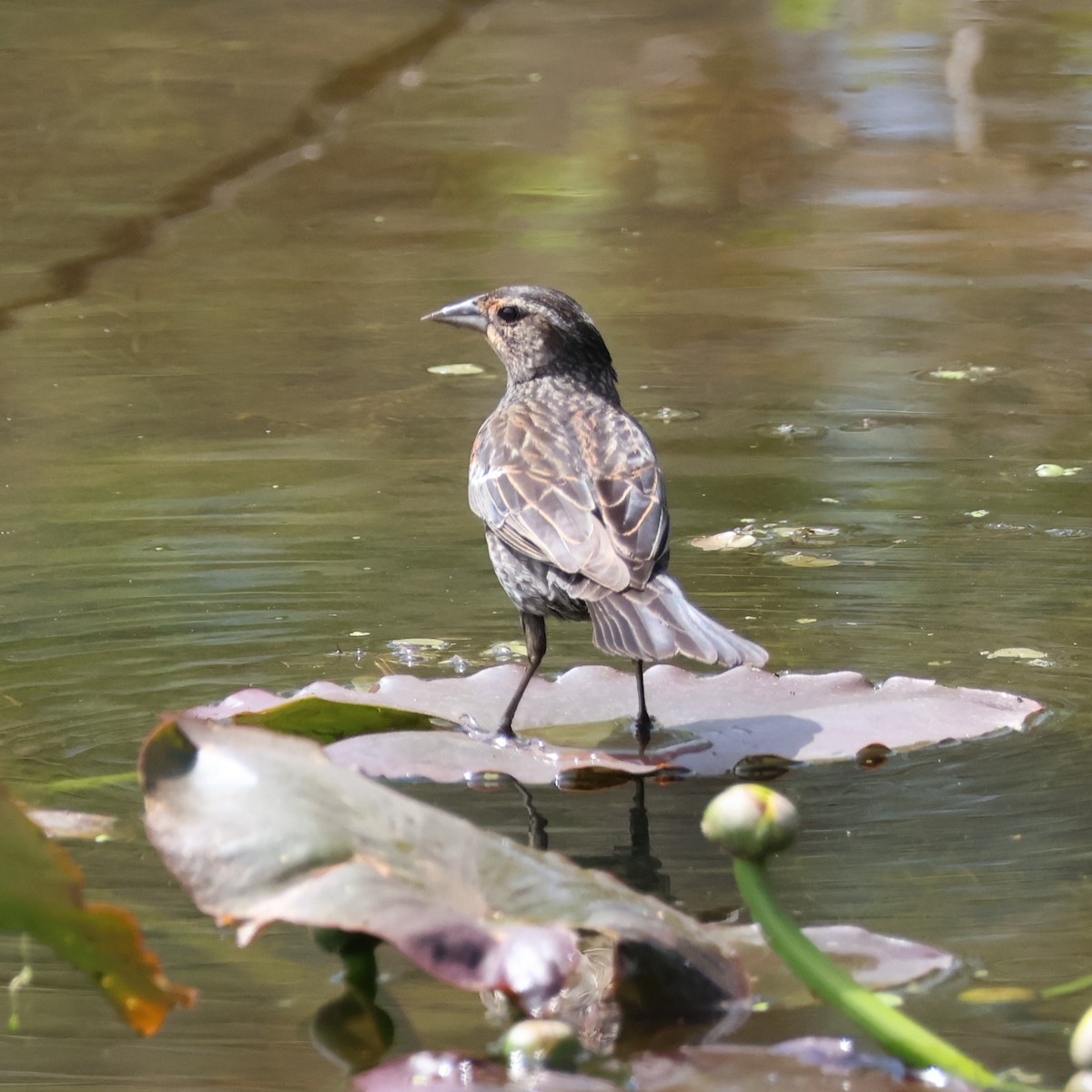 Red-winged Blackbird (Red-winged) - Nathan Stimson