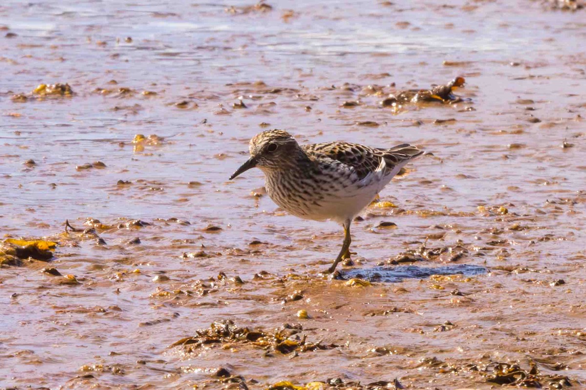 Least Sandpiper - Scott Fischer