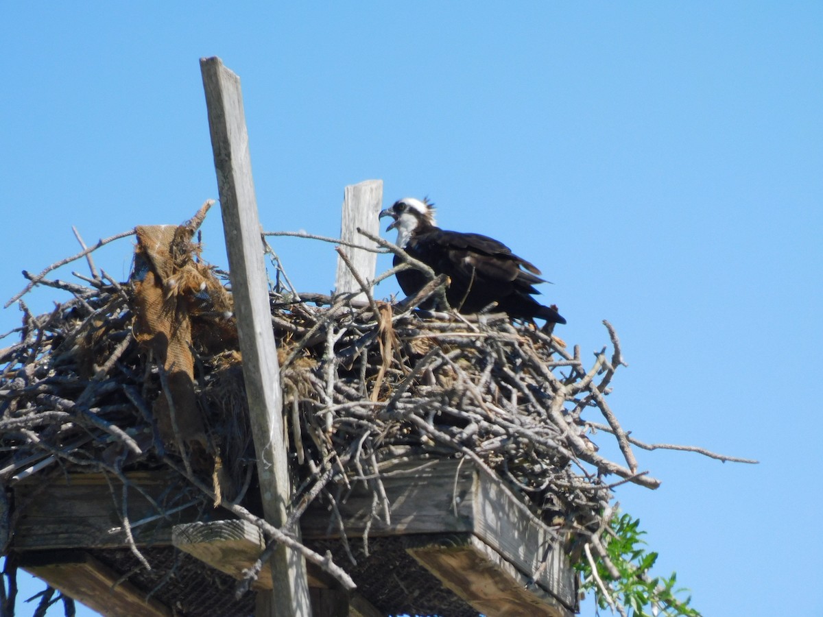 Osprey - Kathy Rhodes