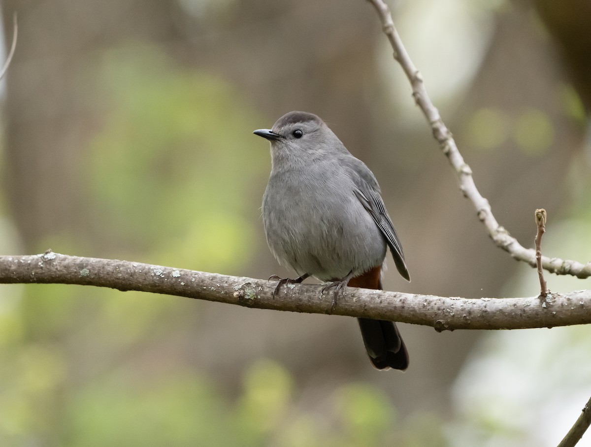 Gray Catbird - Abby Sesselberg