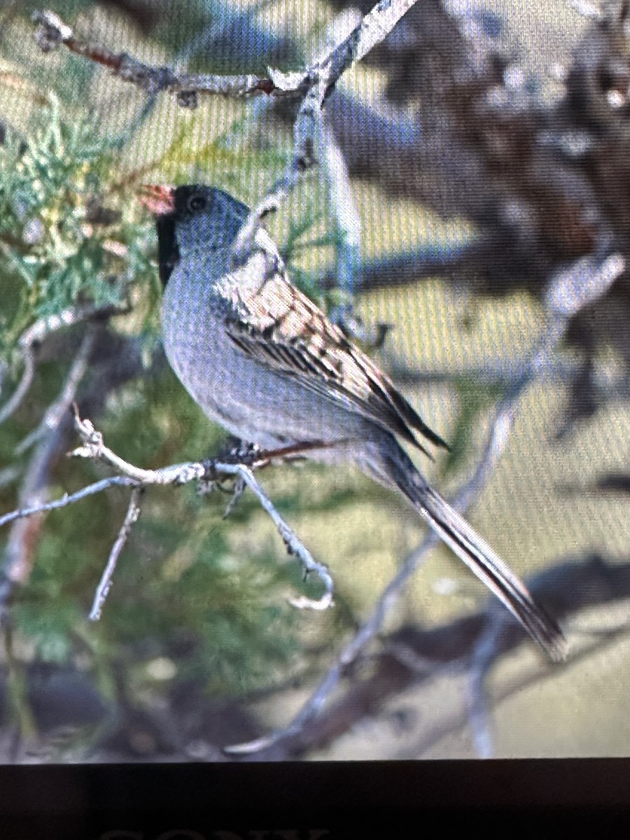 アゴグロヒメドリ - ML618294867