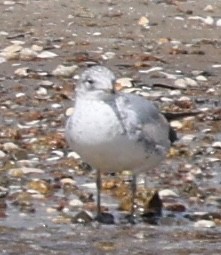 Ring-billed Gull - ML618294878