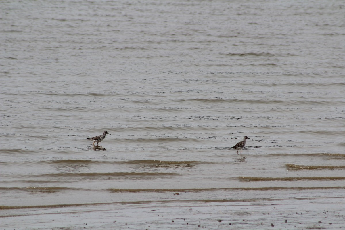 Greater Yellowlegs - ML618294880