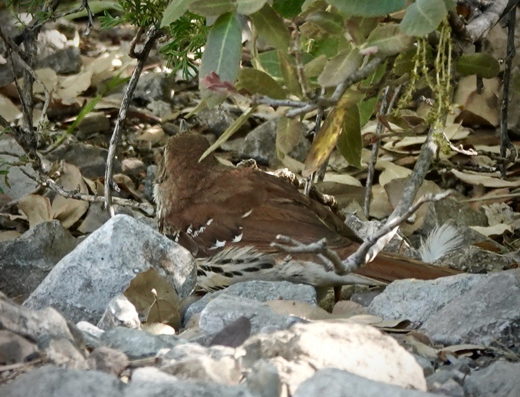 Brown Thrasher - Rick Taylor