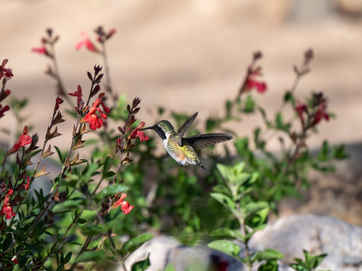 Lucifer Hummingbird - Ken Ferguson