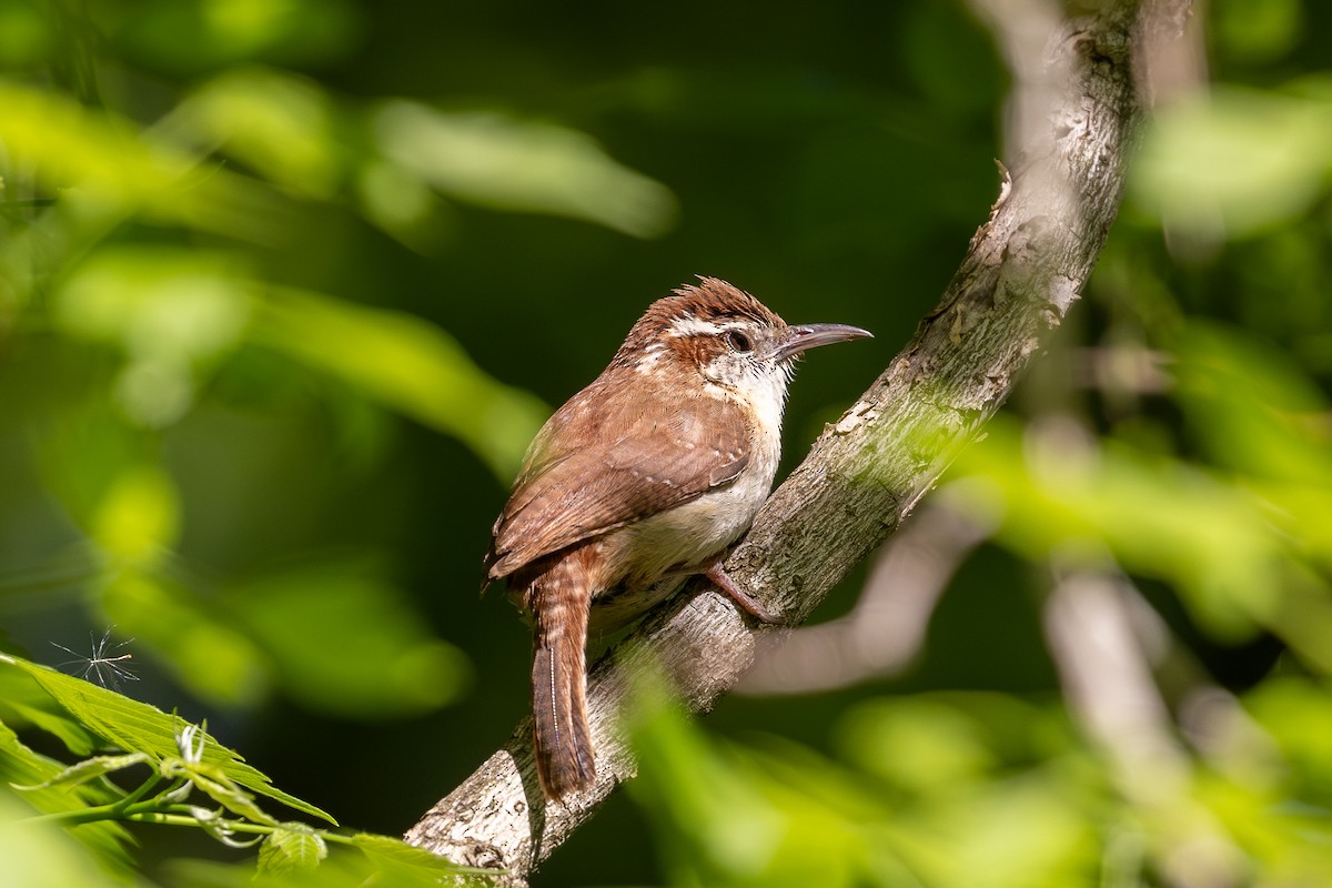 Carolina Wren - Billy Tran