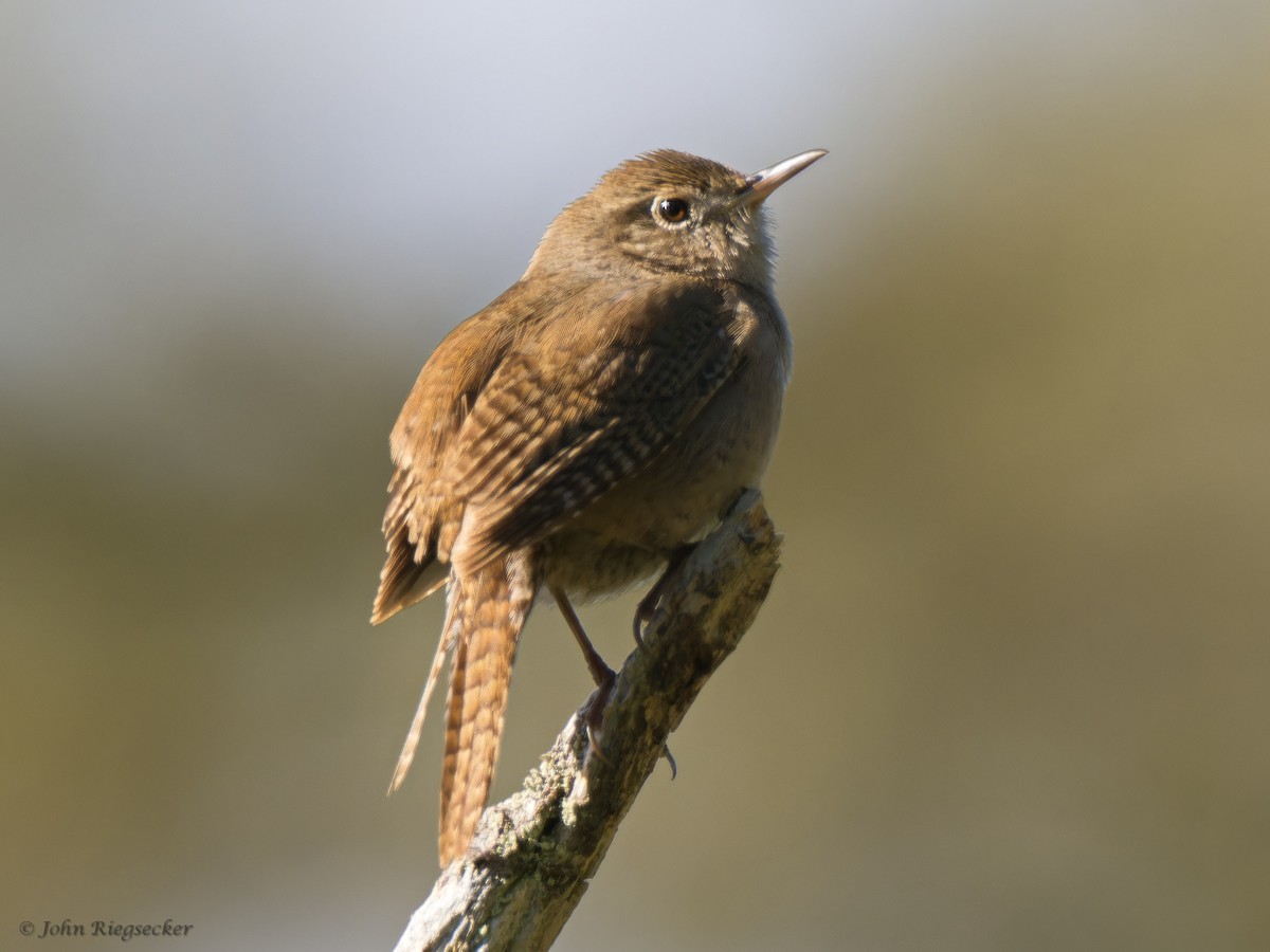 House Wren - John Riegsecker