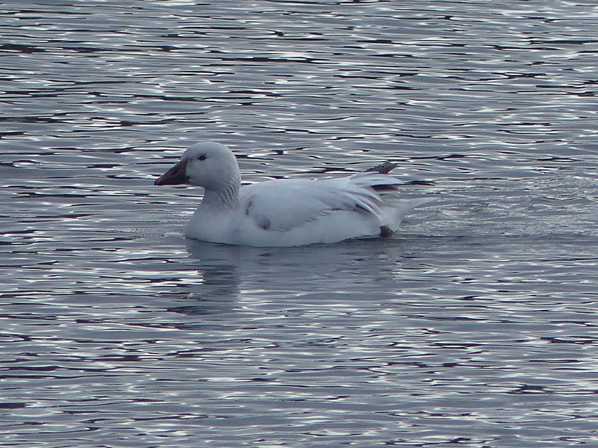 Snow Goose - Carolyn Wilcox