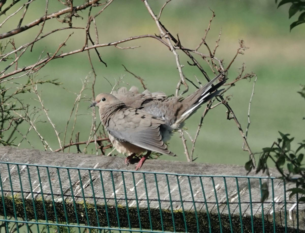 Mourning Dove - Barbara Bennett