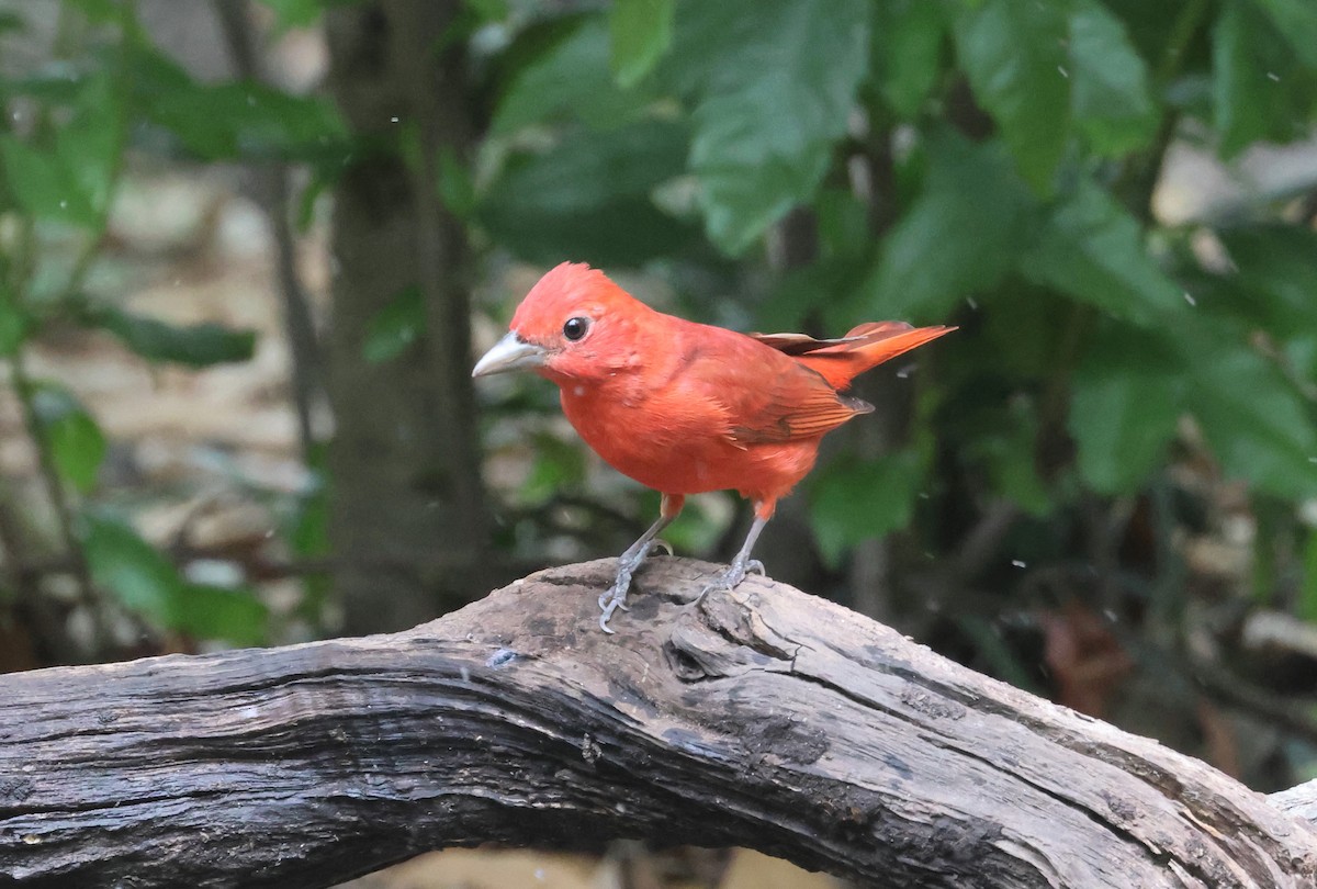 Summer Tanager - John Drummond