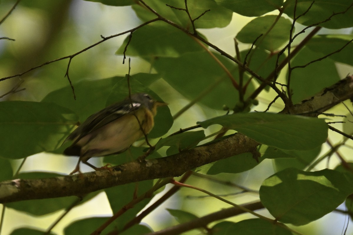 Northern Parula - Deborah Penrose