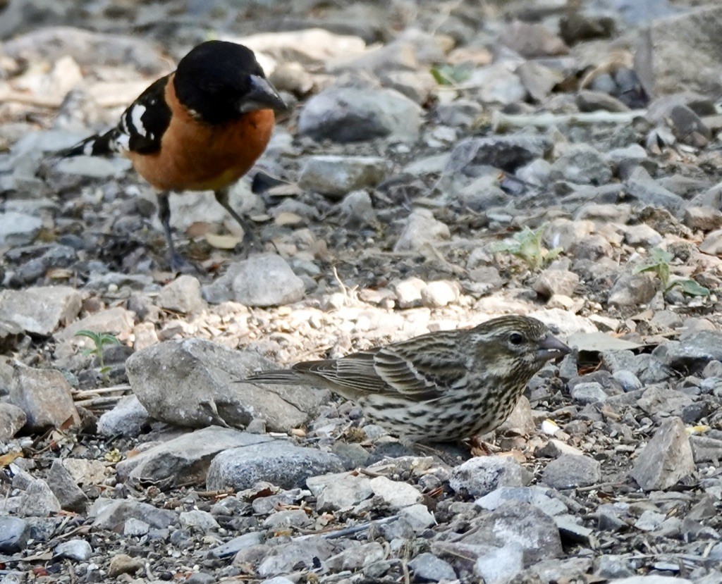 Cassin's Finch - ML618294941