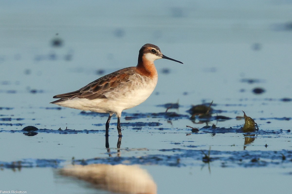 Wilson's Phalarope - ML618294945