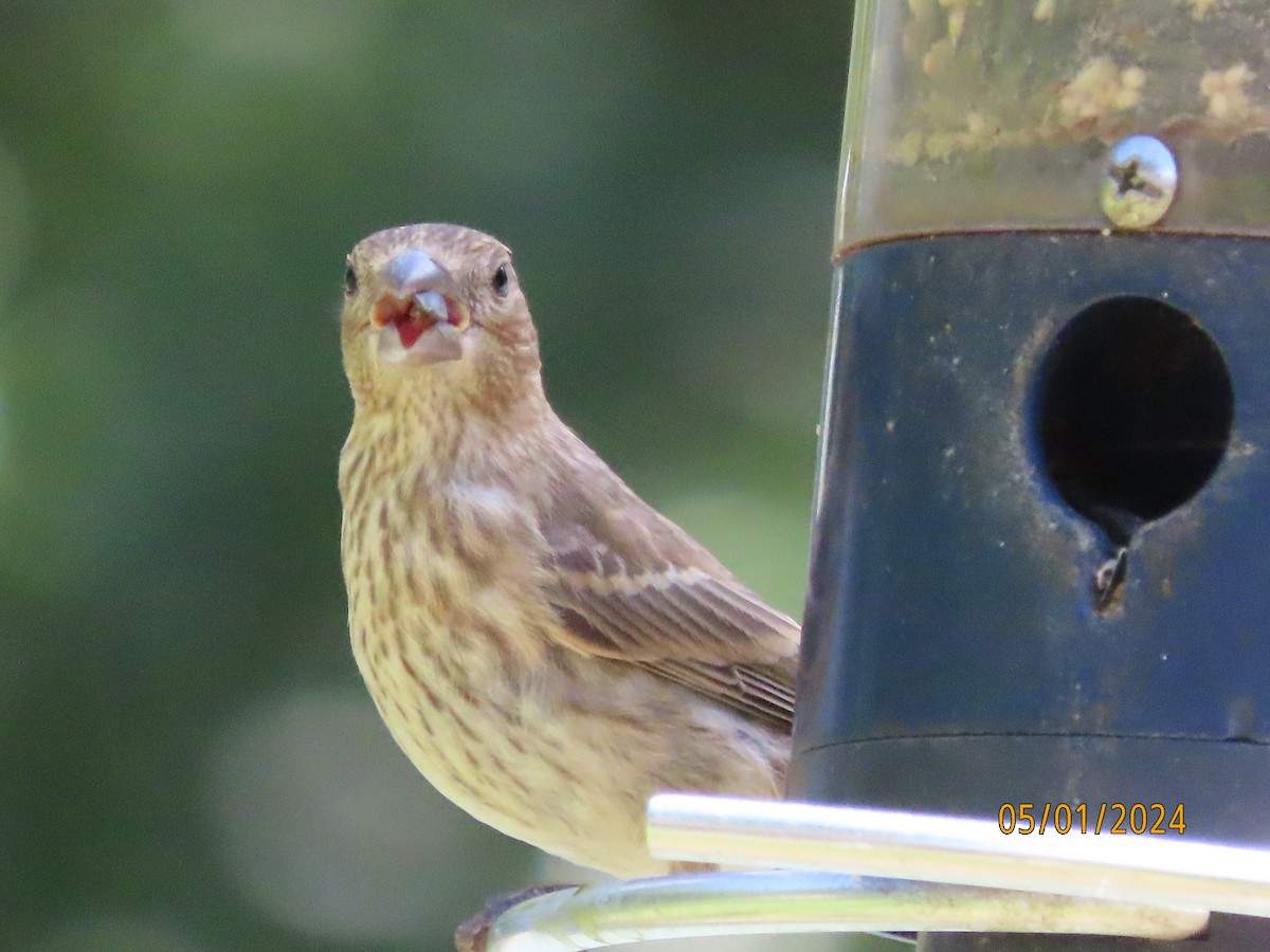 House Finch - Susan Leake