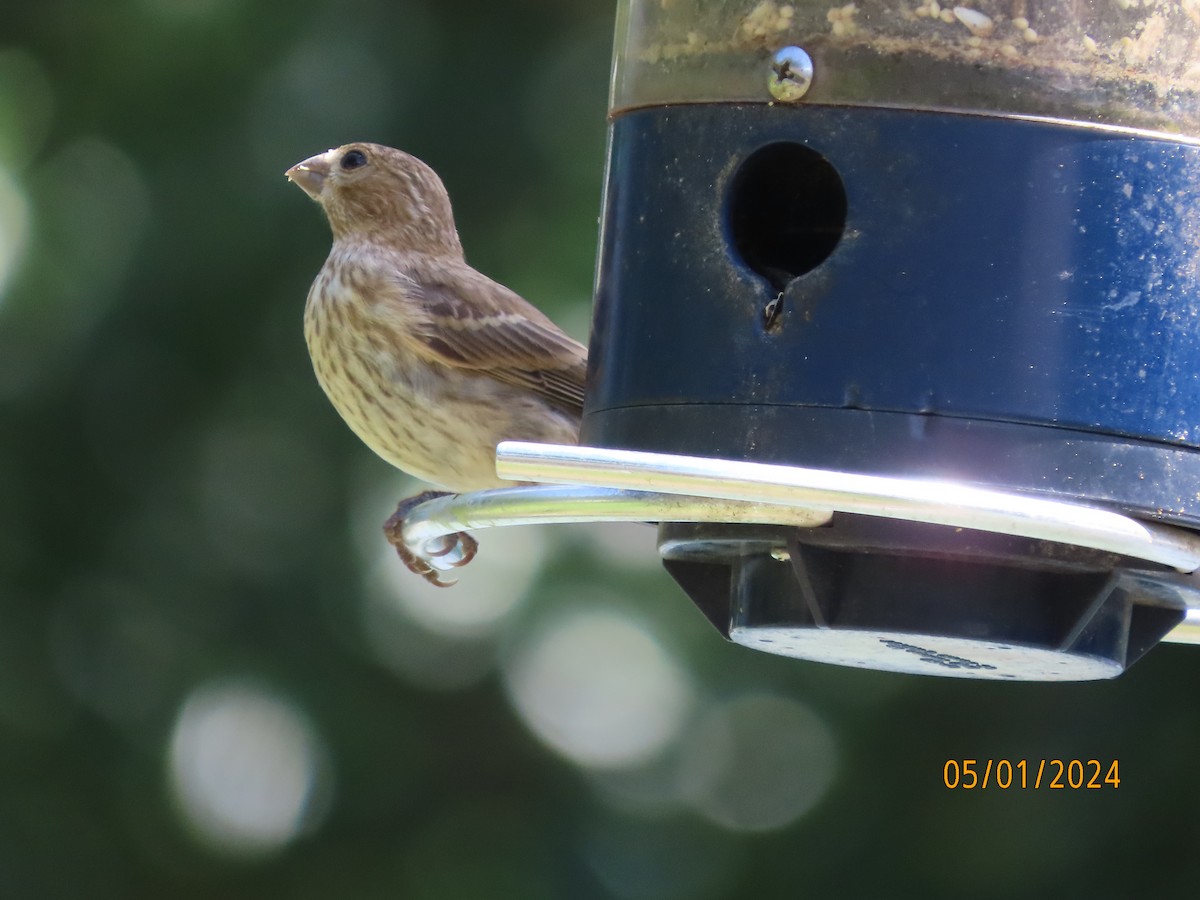 House Finch - Susan Leake