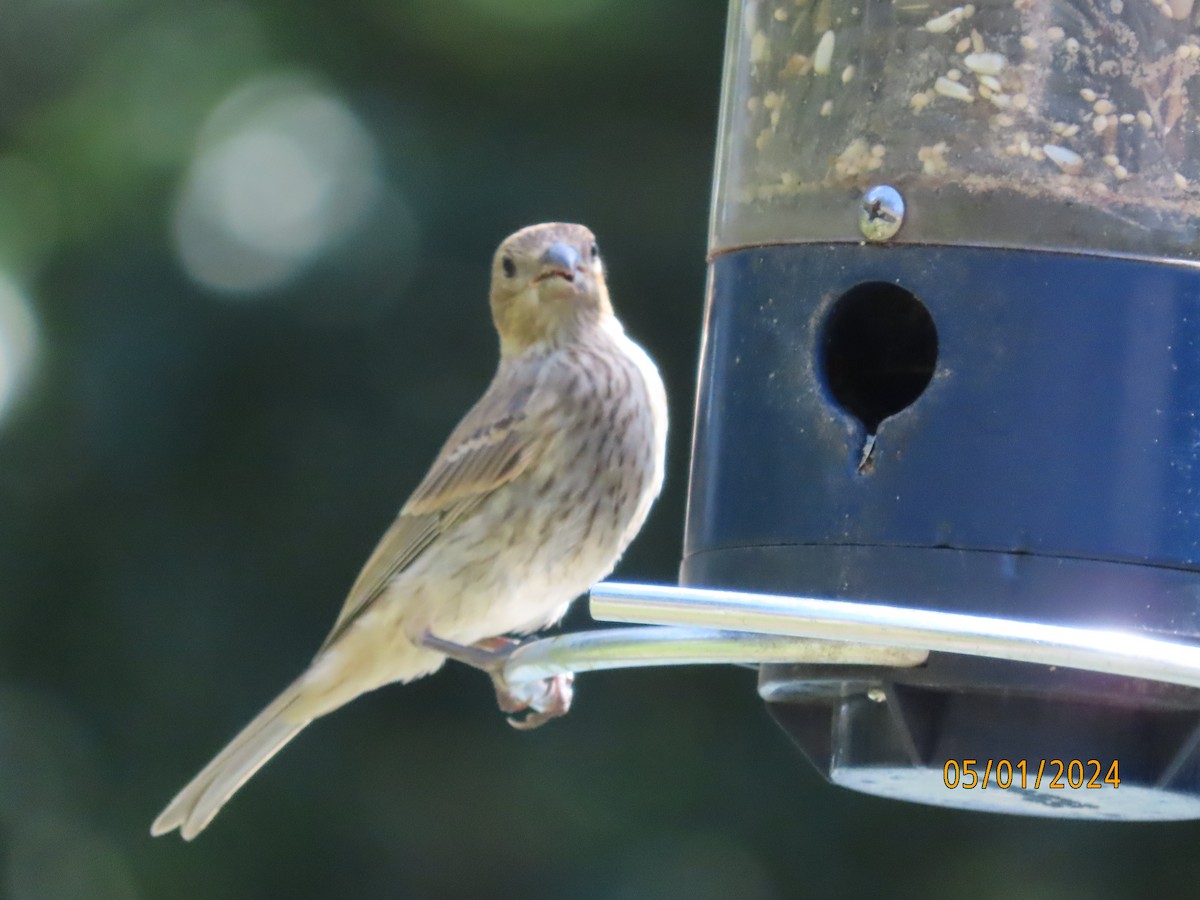 House Finch - Susan Leake