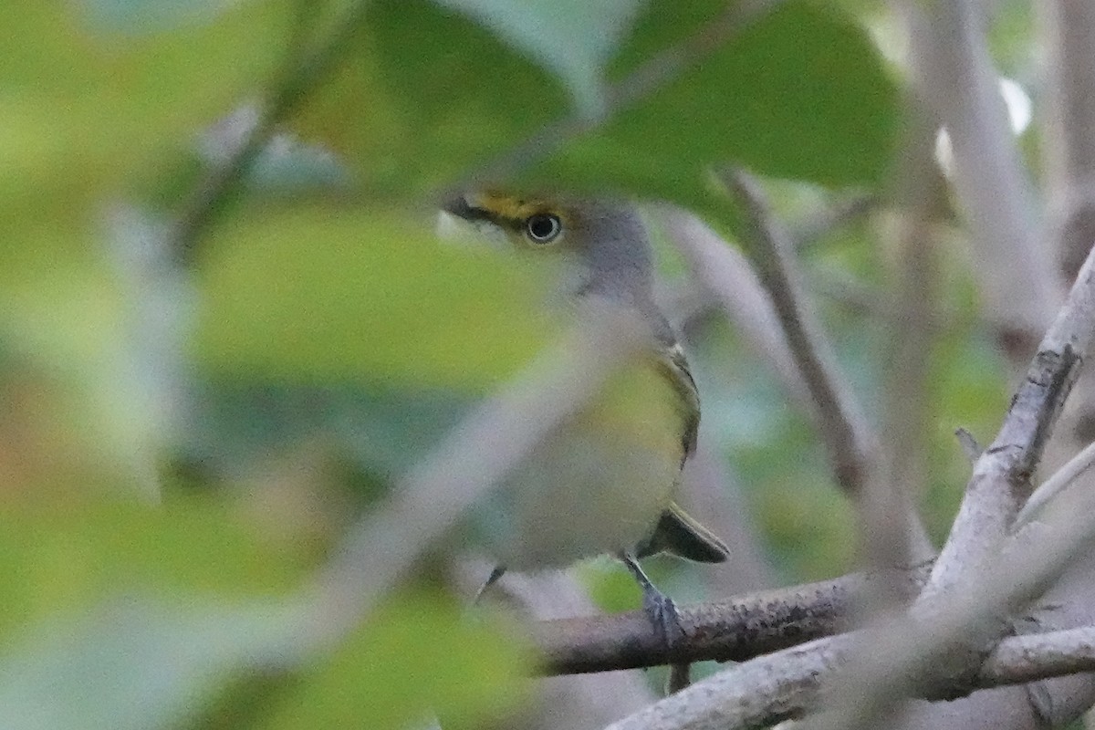 White-eyed Vireo - B P