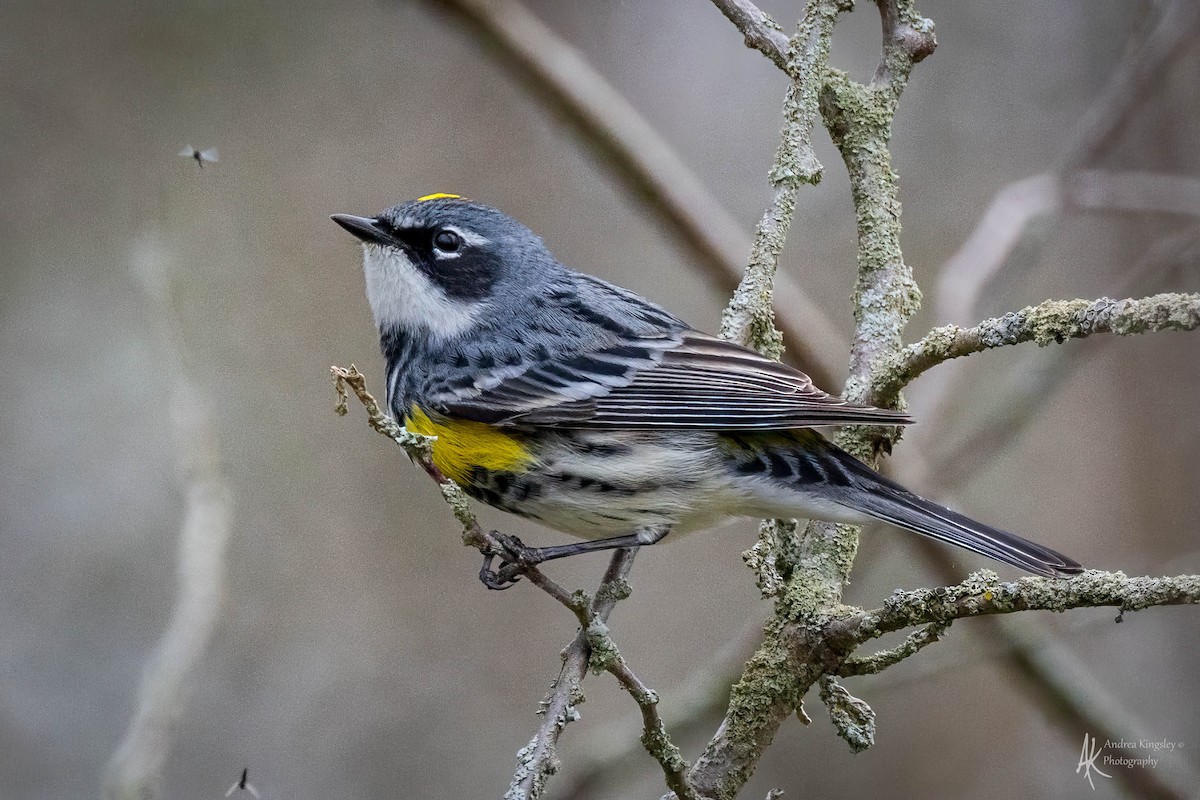 Yellow-rumped Warbler (Myrtle) - Andrea Kingsley