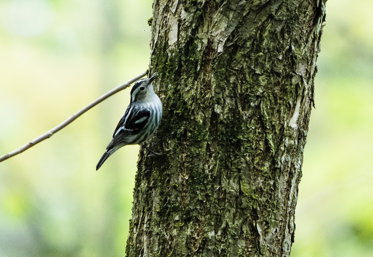 Black-and-white Warbler - Abby Sesselberg