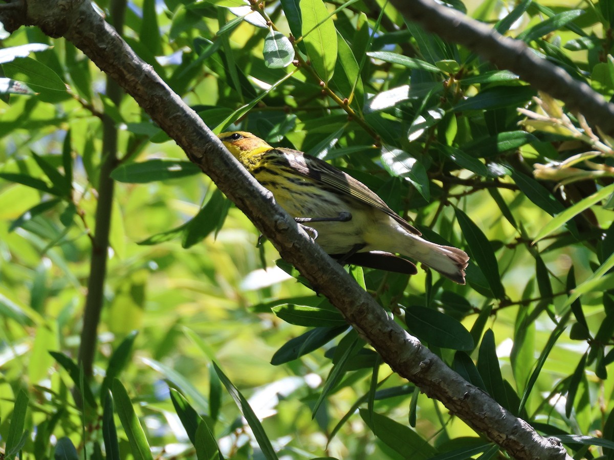 Paruline tigrée - ML618294990