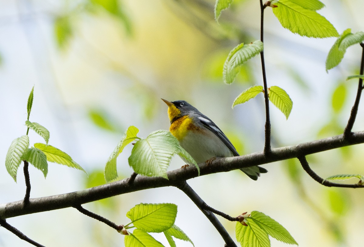 Northern Parula - Abby Sesselberg