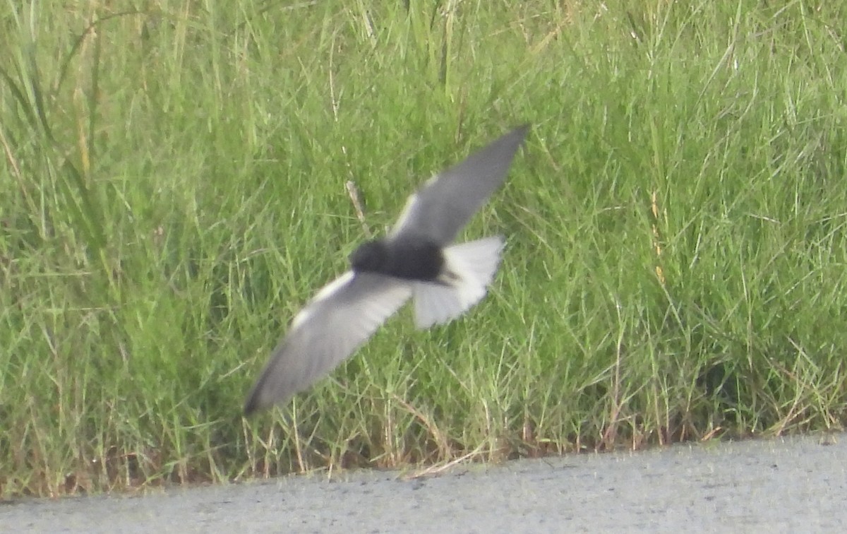 Black Tern - Michele Giroir