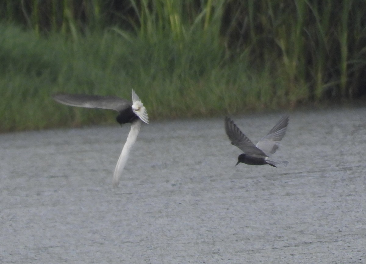 Black Tern - Michele Giroir