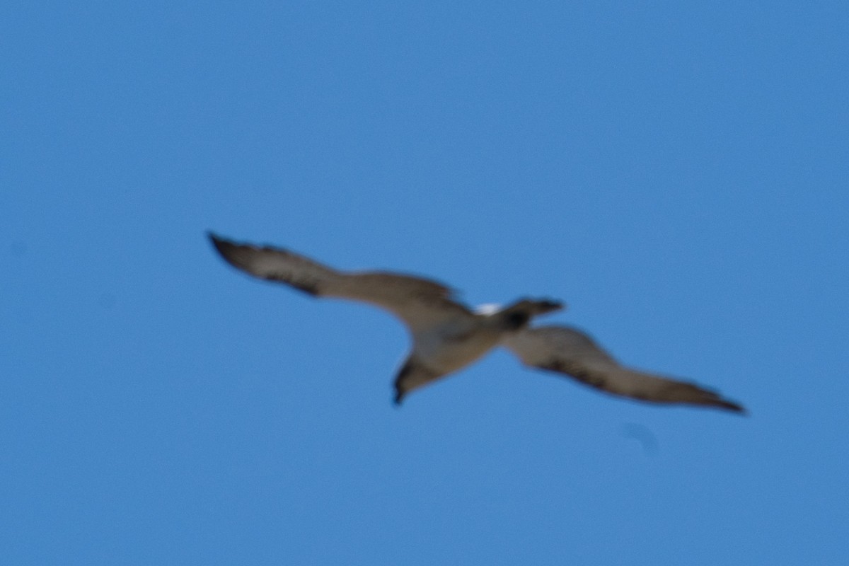 Osprey (Australasian) - Helen Leonard