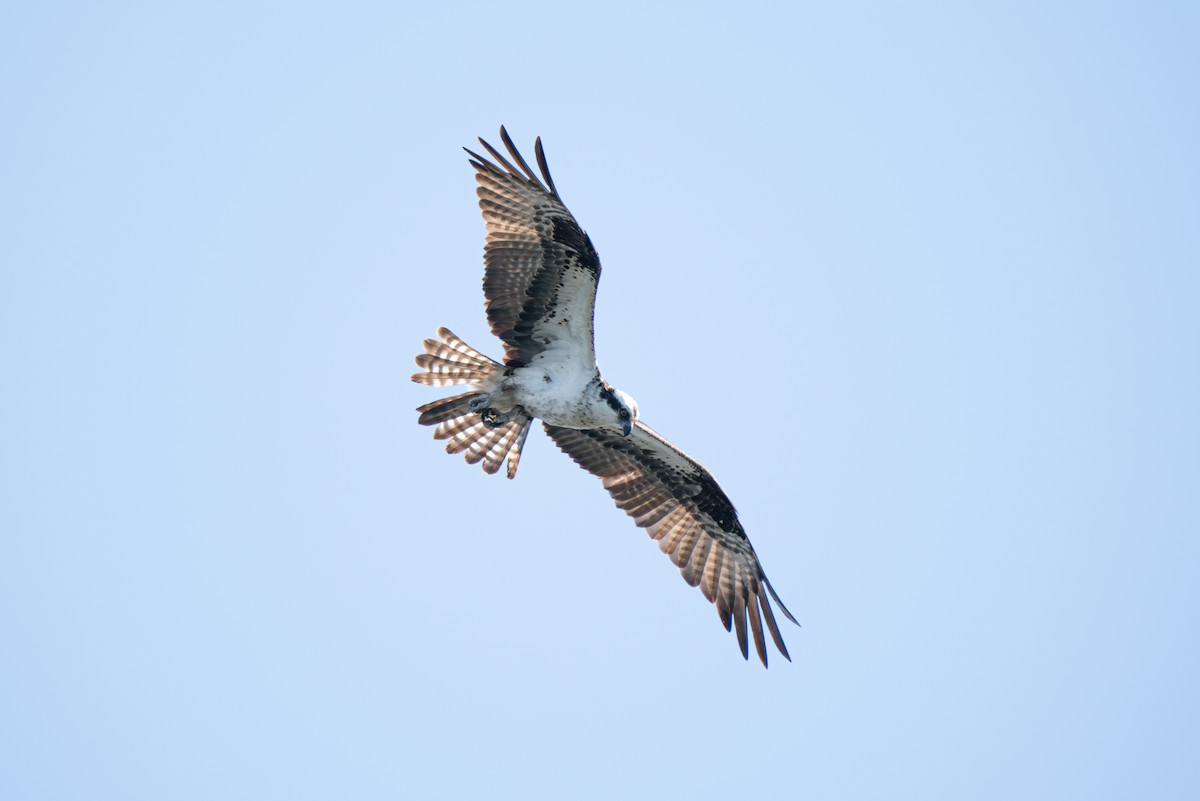 Osprey - James Ancona