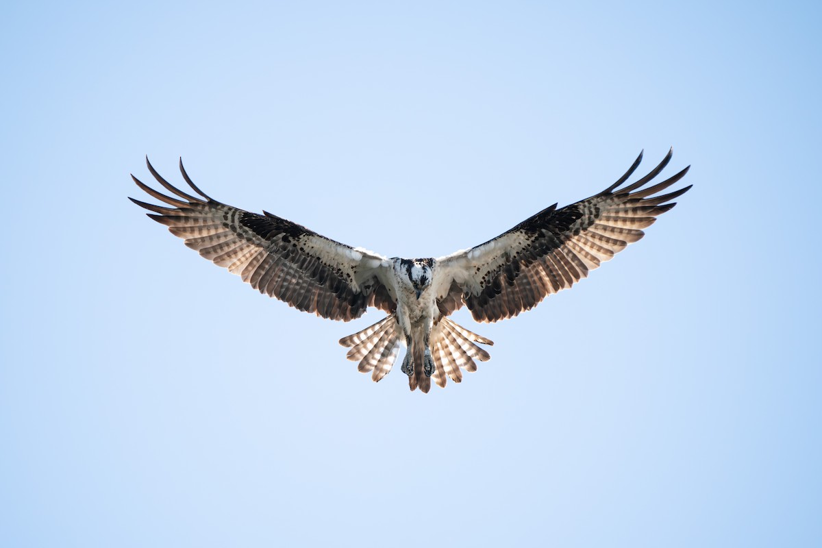 Osprey - James Ancona