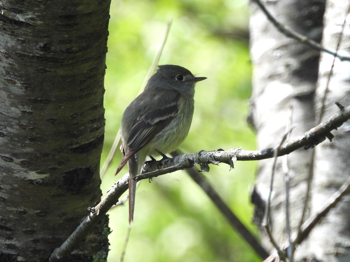 Hammond's Flycatcher - Mark Stevens