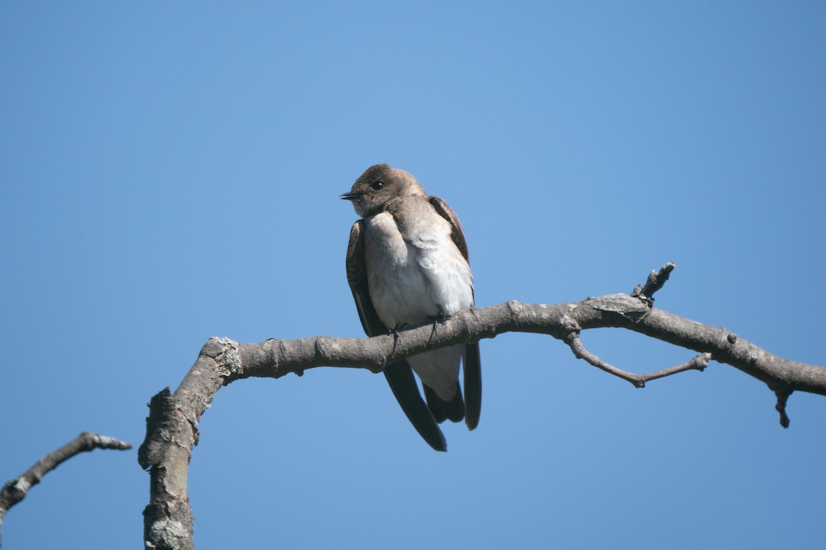 Hirondelle à ailes hérissées - ML618295027