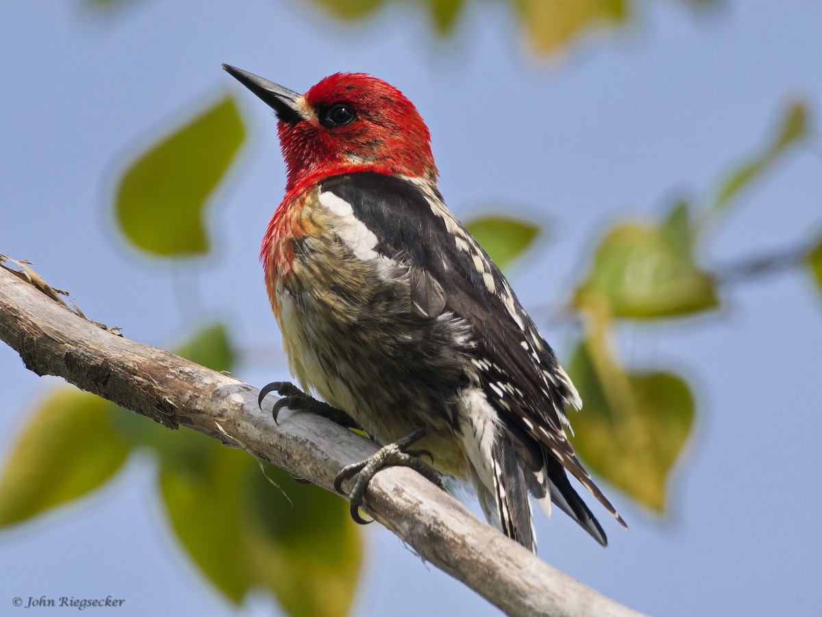 Red-breasted Sapsucker - John Riegsecker