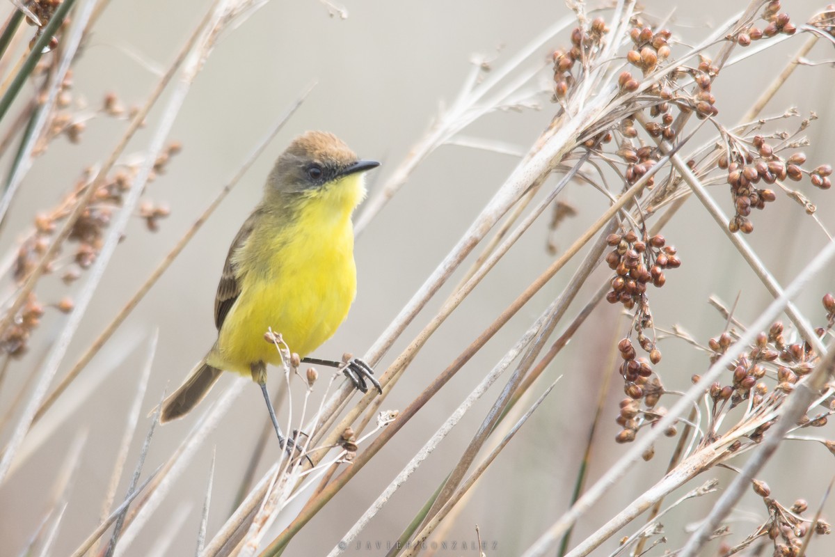 Warbling Doradito - ML618295043