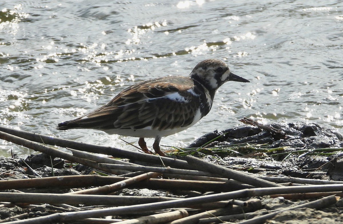 Ruddy Turnstone - Michele Giroir