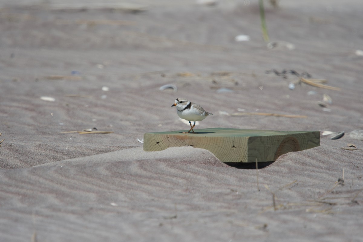 Piping Plover - ML618295069